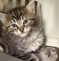 Shelter Stray Female Cat last seen , 14409 Vanowen St, Van Nuys, CA 91405, USA