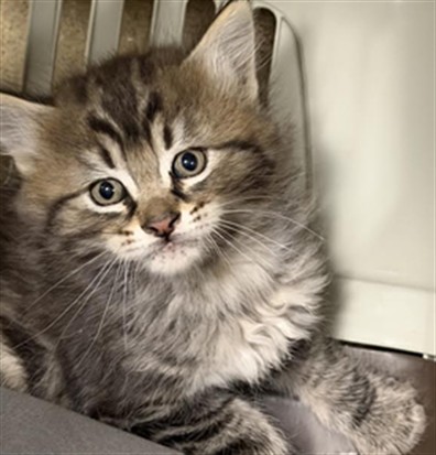Shelter Stray Female Cat last seen , 14409 Vanowen St, Van Nuys, CA 91405, USA