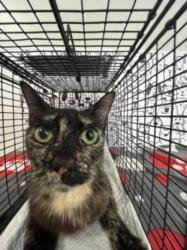 Shelter Stray Female Cat last seen , San Pedro, CA 90731