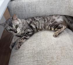 Reunited Female Cat last seen Memorial highway, Saratoga Springs, UT 84045