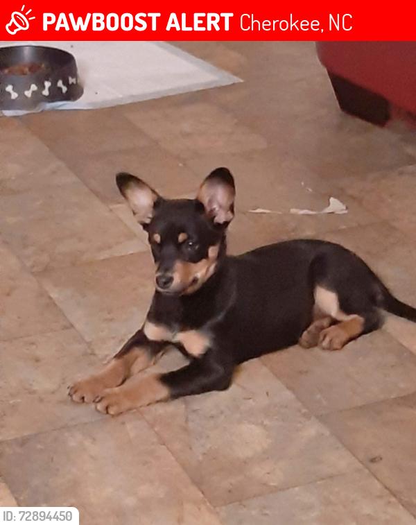 Lost Female Dog last seen Harrah's Cherokee Casino Resort , Cherokee, NC 28719