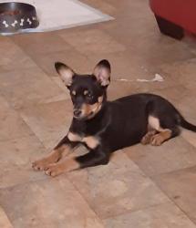 Lost Female Dog last seen Harrah's Cherokee Casino Resort , Cherokee, NC 28719