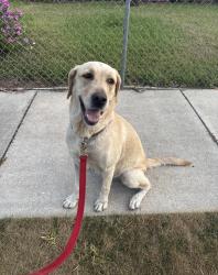 Found/Stray Female Dog last seen Eureka Park, Miami-Dade County, FL 33032