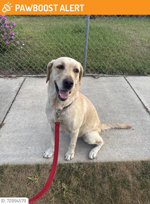 Found/Stray Female Dog last seen Eureka Park, Miami-Dade County, FL 33032
