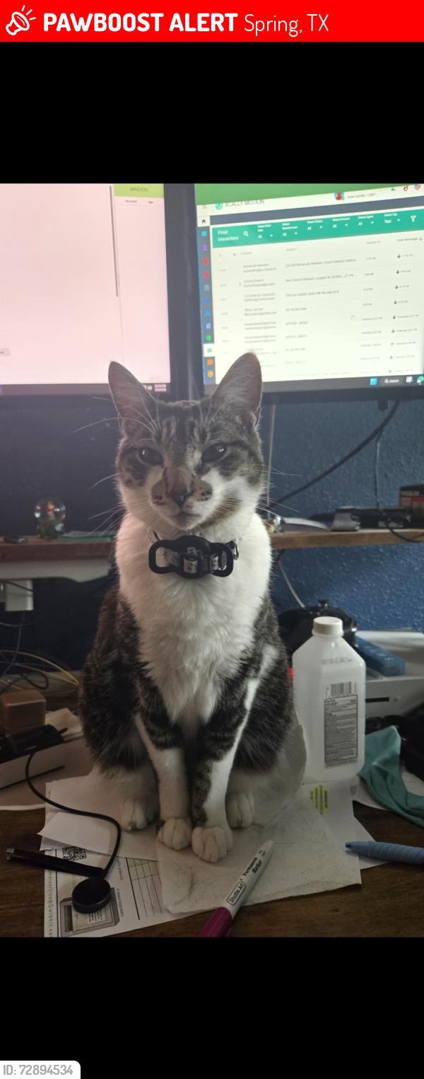 Lost Male Cat last seen Spring Dusk Ln, Spring, TX 77373