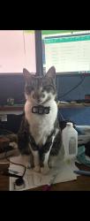 Lost Male Cat last seen Spring Dusk Ln, Spring, TX 77373