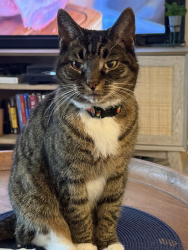 Lost Female Cat last seen Rocking porch road and waters road , Asheville, NC 28805