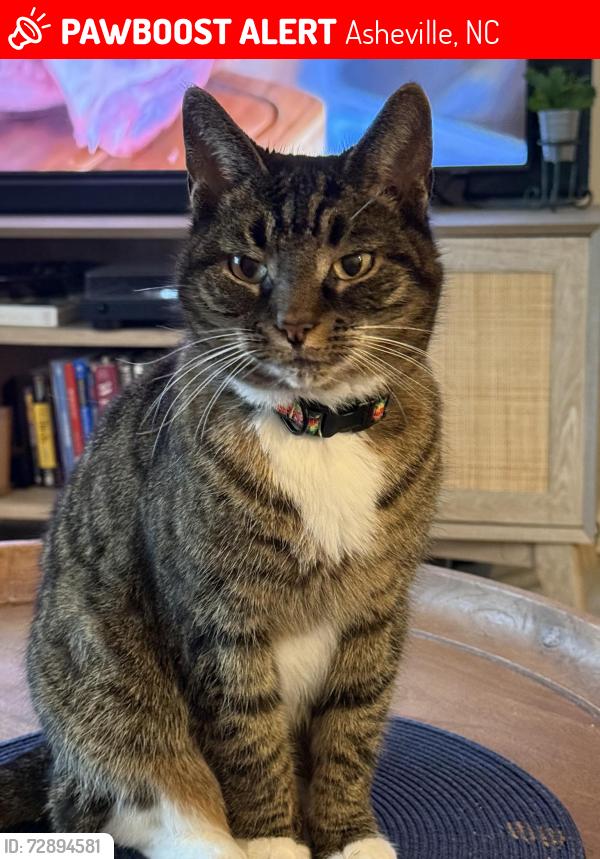 Lost Female Cat last seen Rocking porch road and waters road , Asheville, NC 28805