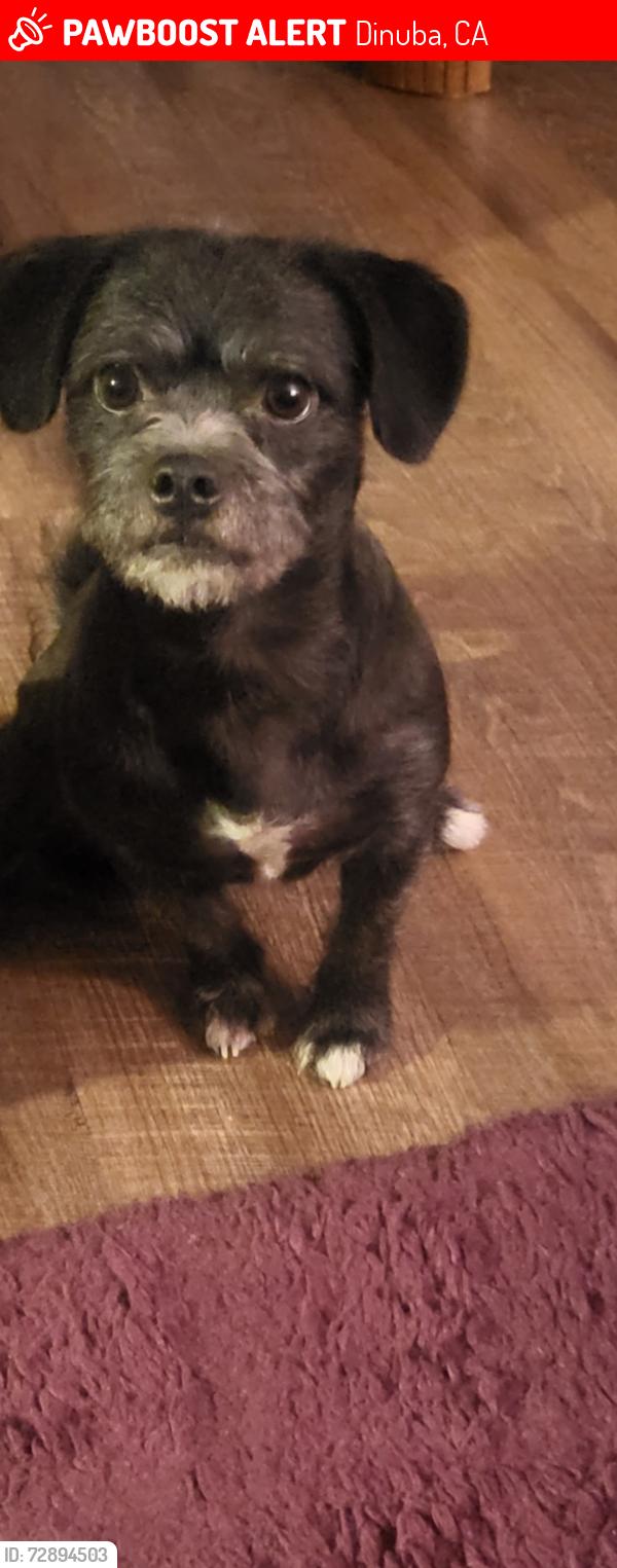 Lost Male Dog last seen Walmart  and burger king , Dinuba, CA 93618