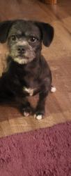Lost Male Dog last seen Walmart  and burger king , Dinuba, CA 93618