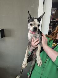 Found/Stray Female Dog last seen Maple and Custer , Wichita, KS 67213