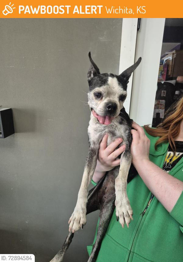 Found/Stray Female Dog last seen Maple and Custer , Wichita, KS 67213