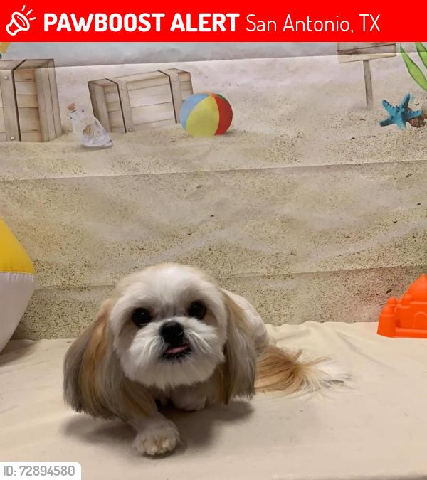 Lost Female Dog last seen Sulphur Trace/ Riverstone at WestPointe, San Antonio, TX 78253