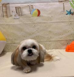 Lost Female Dog last seen Sulphur Trace/ Riverstone at WestPointe, San Antonio, TX 78253