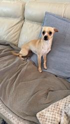 Found/Stray Female Dog last seen Slater & Gothard, Huntington Beach, CA 92647