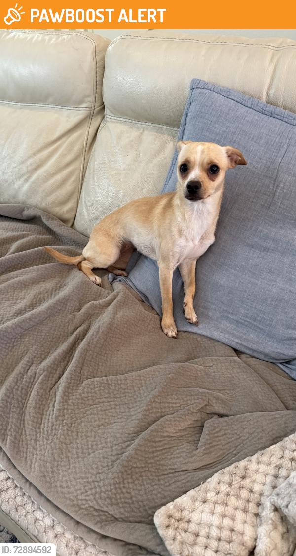 Found/Stray Female Dog last seen Slater & Gothard, Huntington Beach, CA 92647