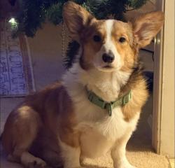 Reunited Male Dog last seen Taft St, Grant St, S Pierce St, Eden, NC 27288