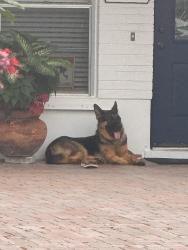 Found/Stray Male Dog last seen Pembroke Road, Miramar, FL 33025