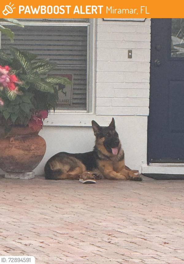 Found/Stray Male Dog last seen Pembroke Road, Miramar, FL 33025