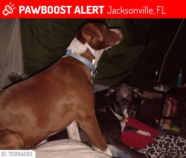 Lost Male Dog last seen Max legit , Jacksonville, FL 32218