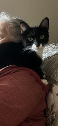 Lost Male Cat last seen Ashlan/Valentine, Fresno, CA 93722