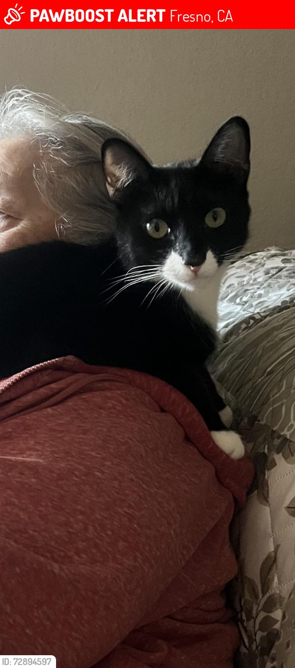 Lost Male Cat last seen Ashlan/Valentine, Fresno, CA 93722