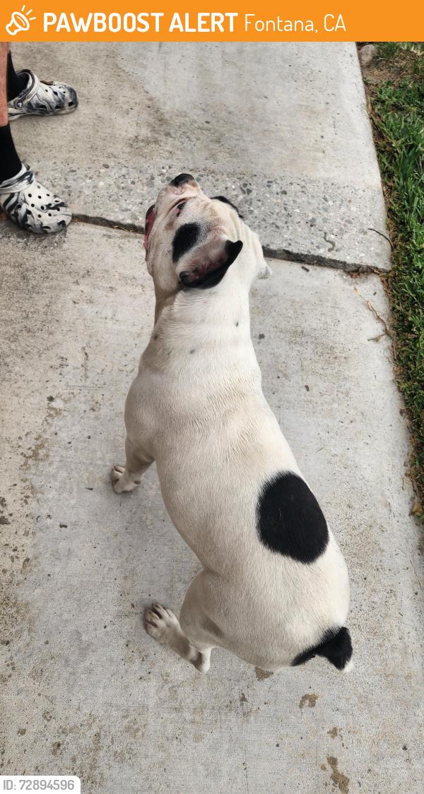 Found/Stray Unknown Dog last seen Hackberry lane, Fontana, CA 92337