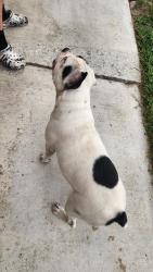 Found/Stray Unknown Dog last seen Hackberry lane, Fontana, CA 92337