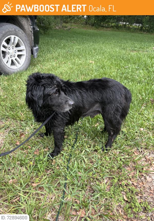 Found/Stray Male Dog last seen Blue creek boat ramp, Ocala, FL 34471