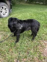Found/Stray Male Dog last seen Blue creek boat ramp, Ocala, FL 34471