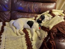 Lost Male Dog last seen Gill & Clutts  in woods, Madison County, AL 35757