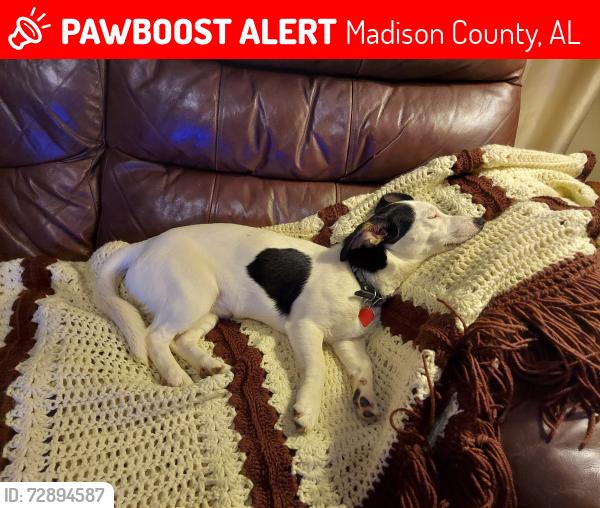 Lost Male Dog last seen Gill & Clutts  in woods, Madison County, AL 35757
