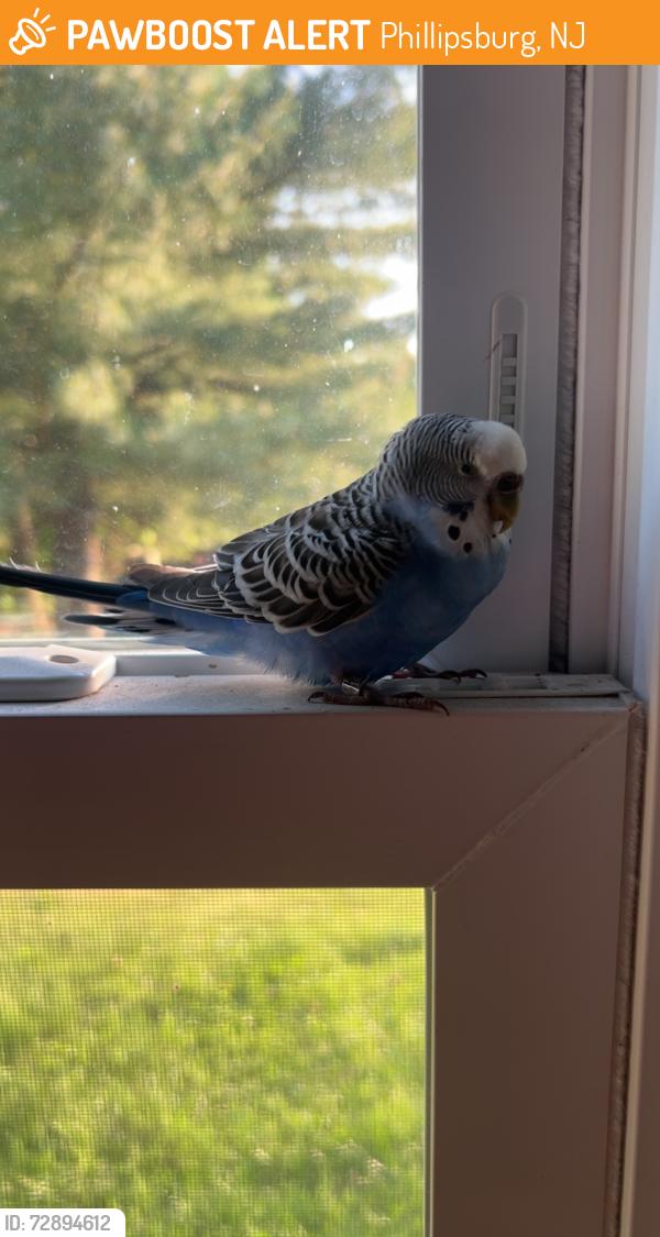 Found/Stray Unknown Bird last seen Belvidere rd , Phillipsburg, NJ 08865