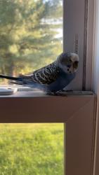 Found/Stray Unknown Bird last seen Belvidere rd , Phillipsburg, NJ 08865