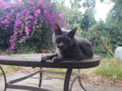 Found/Stray Male Cat last seen Near the traffic circle, Long Beach, CA 90804