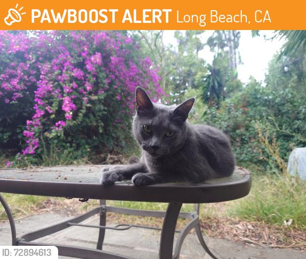 Found/Stray Male Cat last seen Near the traffic circle, Long Beach, CA 90804