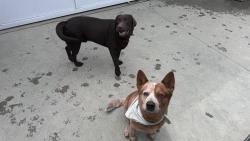 Found/Stray Male Dog last seen Ardsheal drive, La Habra Heights, CA 90631