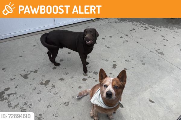 Found/Stray Male Dog last seen Ardsheal drive, La Habra Heights, CA 90631