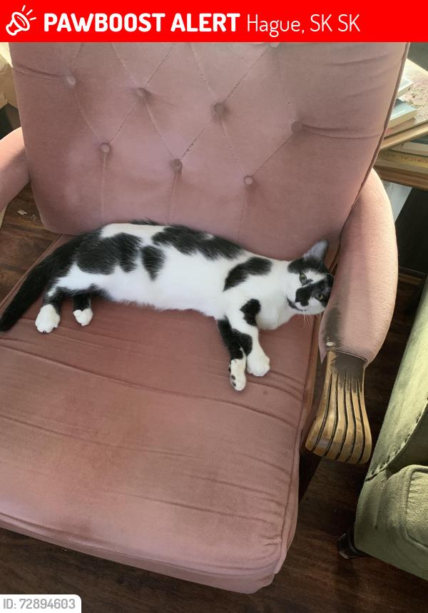 Lost Male Cat last seen 4th street, Hague, SK S0K