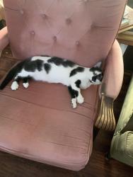 Lost Male Cat last seen 4th street, Hague, SK S0K