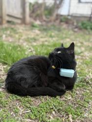 Lost Female Cat last seen Scarff and Wells St, Burlington. , Burlington, VT 05401