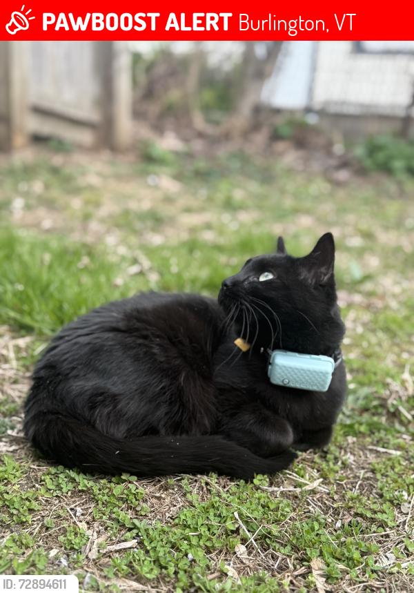 Lost Female Cat last seen Scarff and Wells St, Burlington. , Burlington, VT 05401