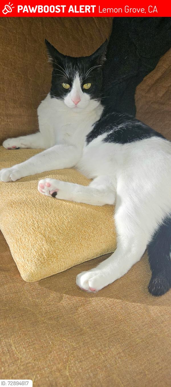 Lost Male Cat last seen Lemon grove, Lemon Grove, CA 91945
