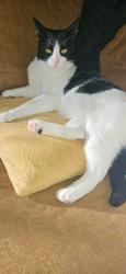 Lost Male Cat last seen Lemon grove, Lemon Grove, CA 91945
