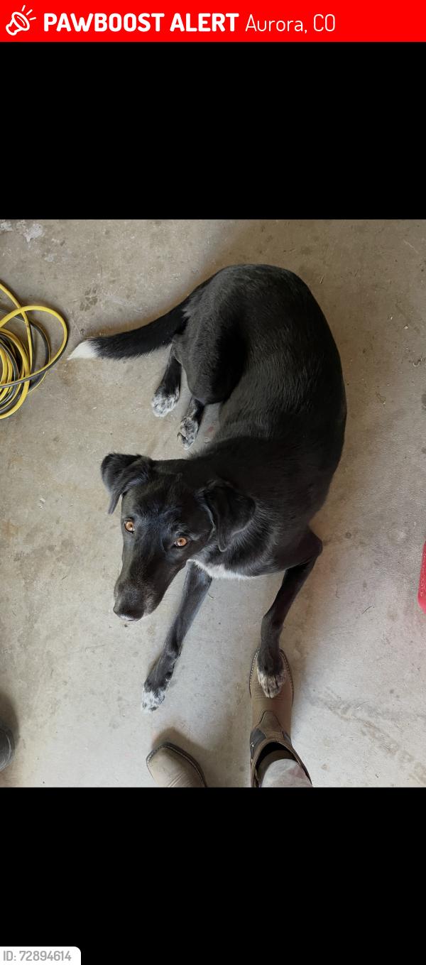 Lost Male Dog last seen Havana and jewell, Aurora, CO 80247