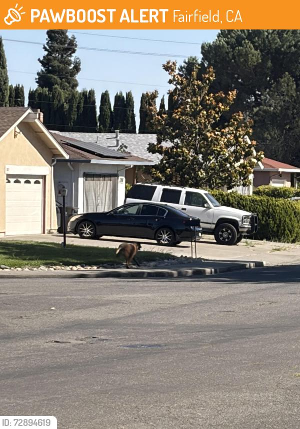 Found/Stray Unknown Dog last seen Davis Dr & Starr Ct, Fairfield, CA 94533