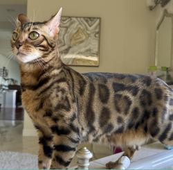 Lost Male Cat last seen winstanley, San Diego, CA 92130