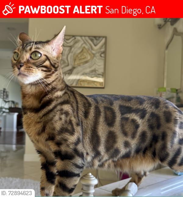 Lost Male Cat last seen winstanley, San Diego, CA 92130
