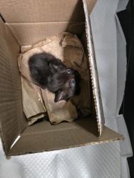 Shelter Stray Female Cat last seen Berkeley, CA 94703, Oakland, CA 94601