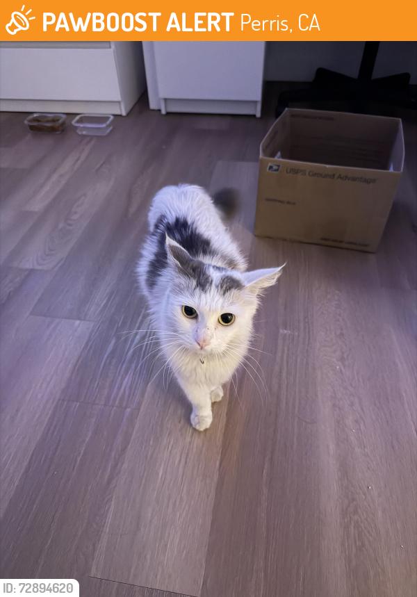 Found/Stray Female Cat last seen Barret Ave & Placentia , Perris, CA 92571